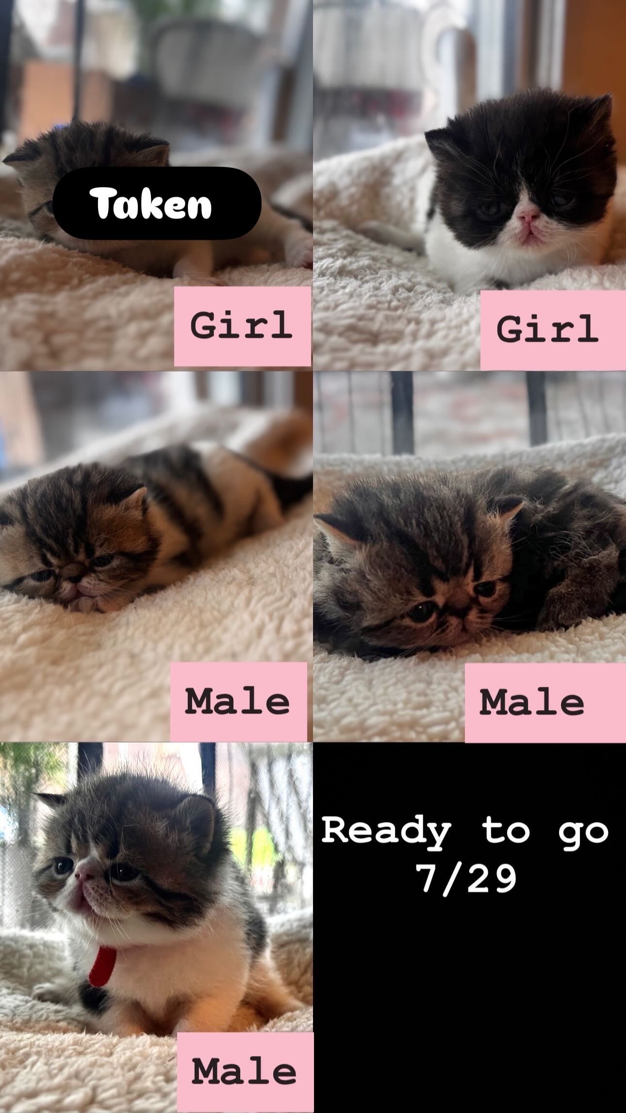 Male kitten